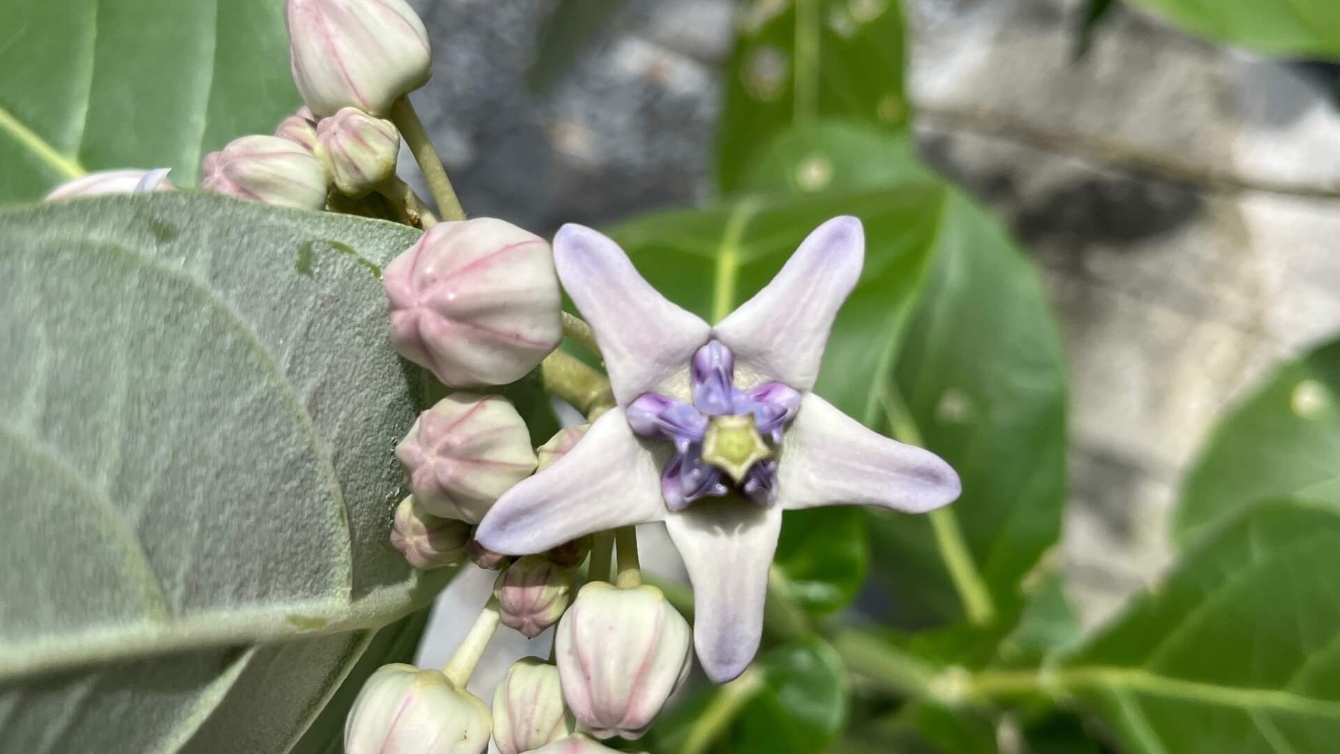 The Crown Flower – Rui or Aak – is a Powerful Kitchen Health Aid ...